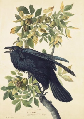 New-York Historical Society Edition of Audubon's Fifty Best Watercolors